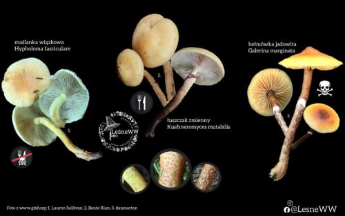 Cechy trzonów łuszczaka zmiennego i gatunków mu podobnych