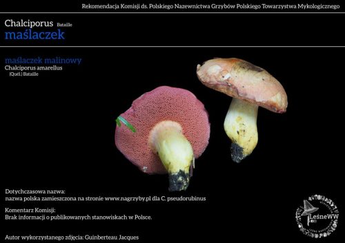 chalciporus