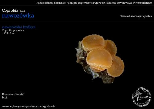 coprobia