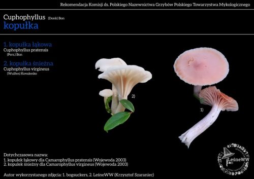 cuphophyllus x2