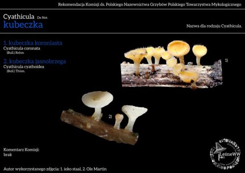 cyathicula x2