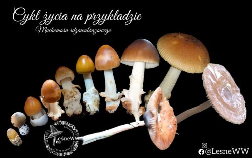 Cykl życia muchomora rdzawobrązowego