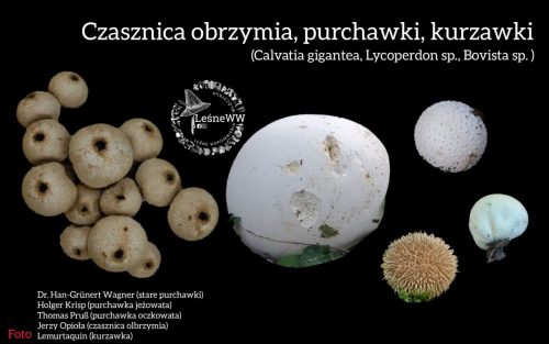 czasznica olbrzymia, purchawki, kurzawki