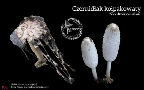 czernidłak kołpakowaty
