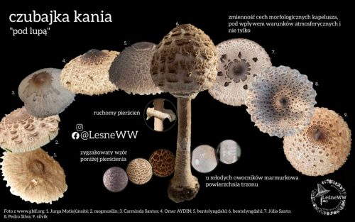 czubajka kania, charakterystyczne elementy