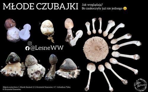 czubajka na początkowym etapie wzrostu