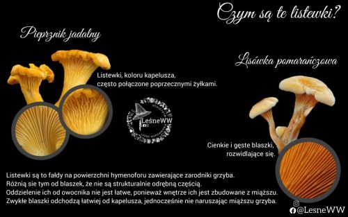 czym są listewki