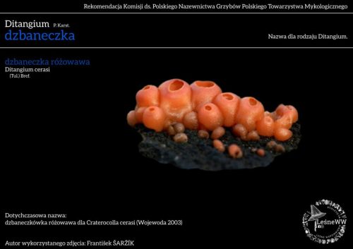 ditangium