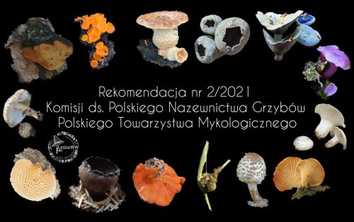 druga rekomendacja ptmyk