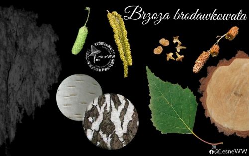 drzewa polskich lasów brzoza brodawkowata