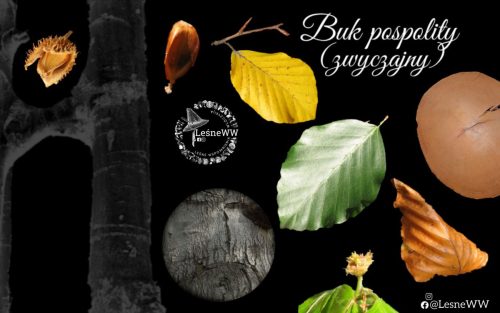 drzewa polskich lasów buk pospolity (zwyczajny)