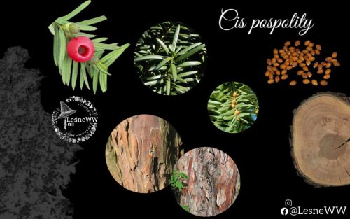 drzewa polskich lasów cis pospolity