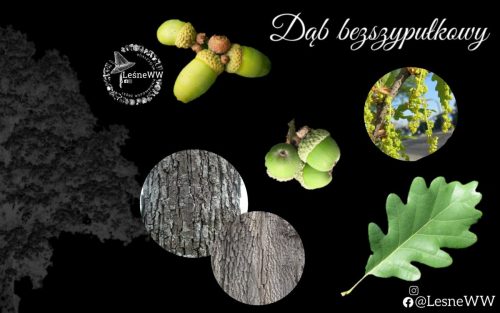 drzewa polskich lasów dąb bezszypułkowy