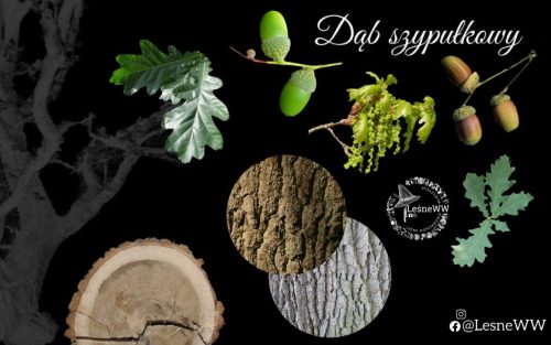 drzewa polskich lasów dąb szypułkowy