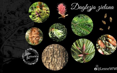 drzewa polskich lasów daglezja zielona