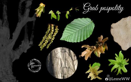 drzewa polskich lasów grab pospolity