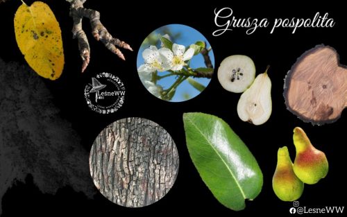 drzewa polskich lasów gruszka pospolita