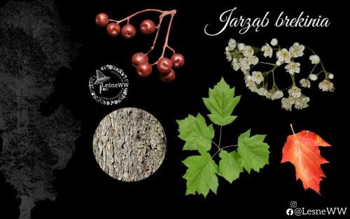 drzewa polskich lasów jarząb brekinia