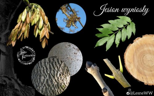 drzewa polskich lasów jesion wyniosły