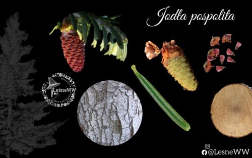 drzewa polskich lasów jodła pospolita