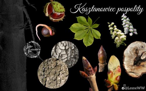 drzewa polskich lasów kasztanowiec pospolity