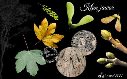 drzewa polskich lasów klon jawor