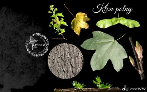 drzewa polskich lasów klon polny