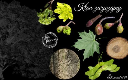 drzewa polskich lasów klon zwyczajny