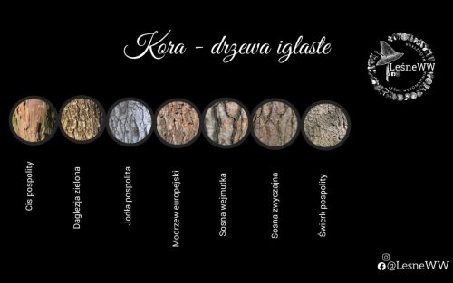 drzewa polskich lasów kora drzew iglastych