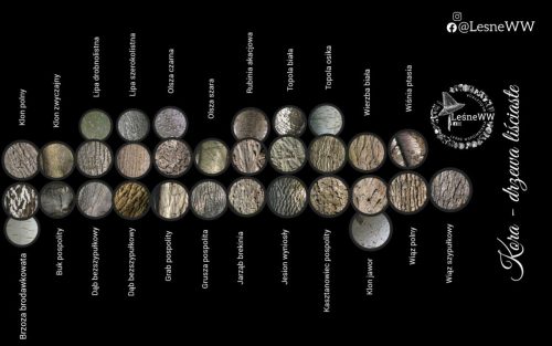 drzewa polskich lasów kora drzew liściastych