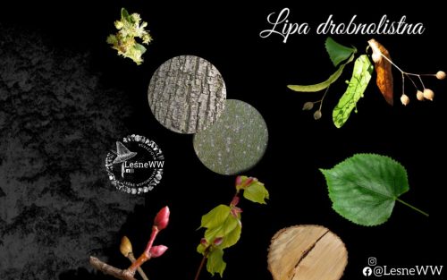 drzewa polskich lasów lipa drobnolistna
