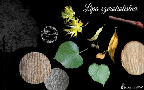 drzewa polskich lasów lipa szerokolistna