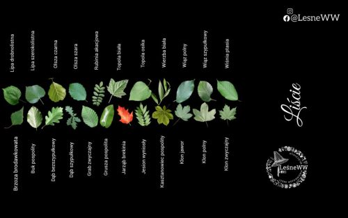 drzewa polskich lasów liście