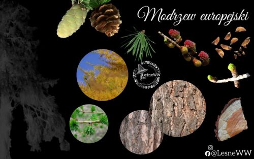 drzewa polskich lasów modrzew europejski