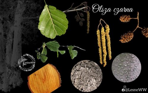 drzewa polskich lasów olsza czarna