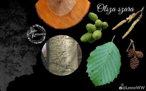 drzewa polskich lasów olsza szara