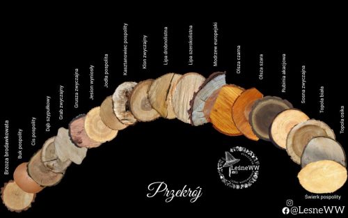 drzewa polskich lasów przekrój pni