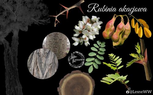 drzewa polskich lasów robinia akacjowa