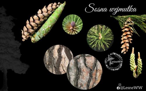 drzewa polskich lasów sosna wejmutka