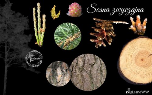 drzewa polskich lasów sosna zwyczajna