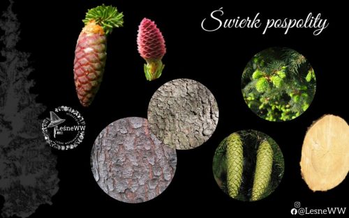 drzewa polskich lasów świerk pospolity