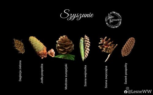 drzewa polskich lasów szyszki