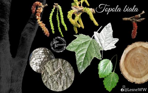 drzewa polskich lasów topola biała