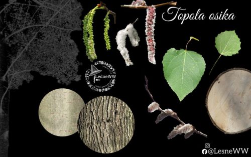drzewa polskich lasów topola osika