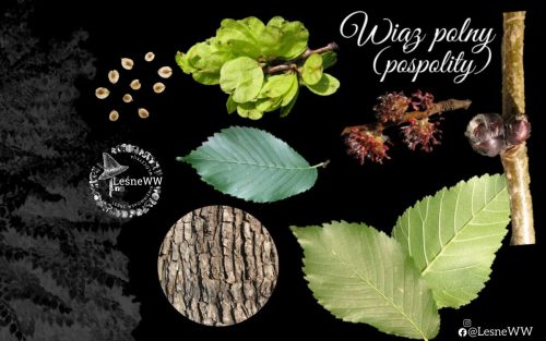 drzewa polskich lasów wiąz polny (pospolity)