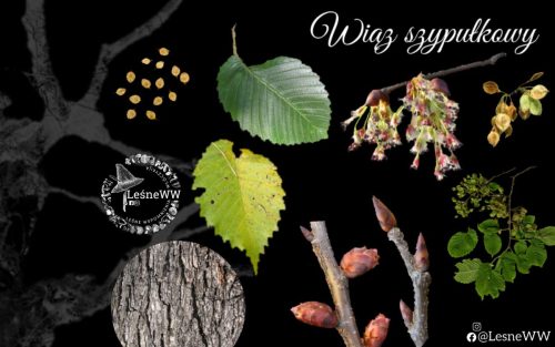 drzewa polskich lasów wiąz szypułkowy
