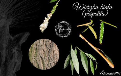 drzewa polskich lasów wierzba biała (pospolita)