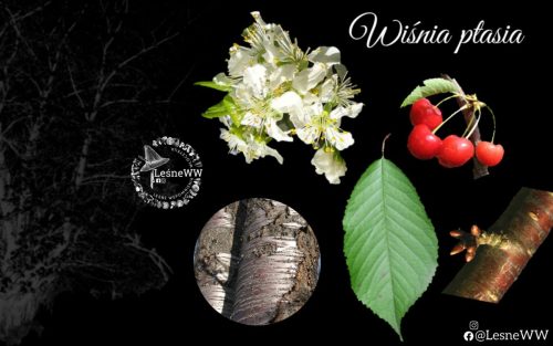 drzewa polskich lasów wiśnia ptasia