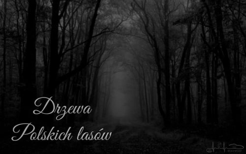 drzewa polskich lasów