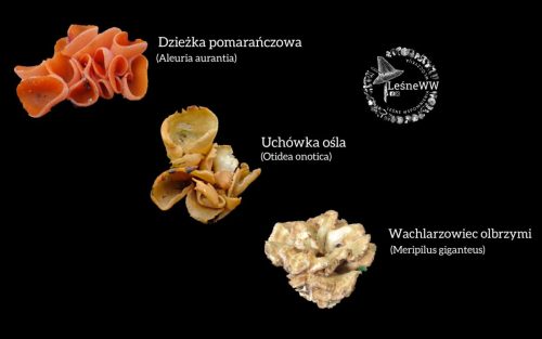 dzieżka, uchówka, wachlarzowiec